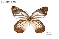 藏品(白豔粉蝶)的圖片